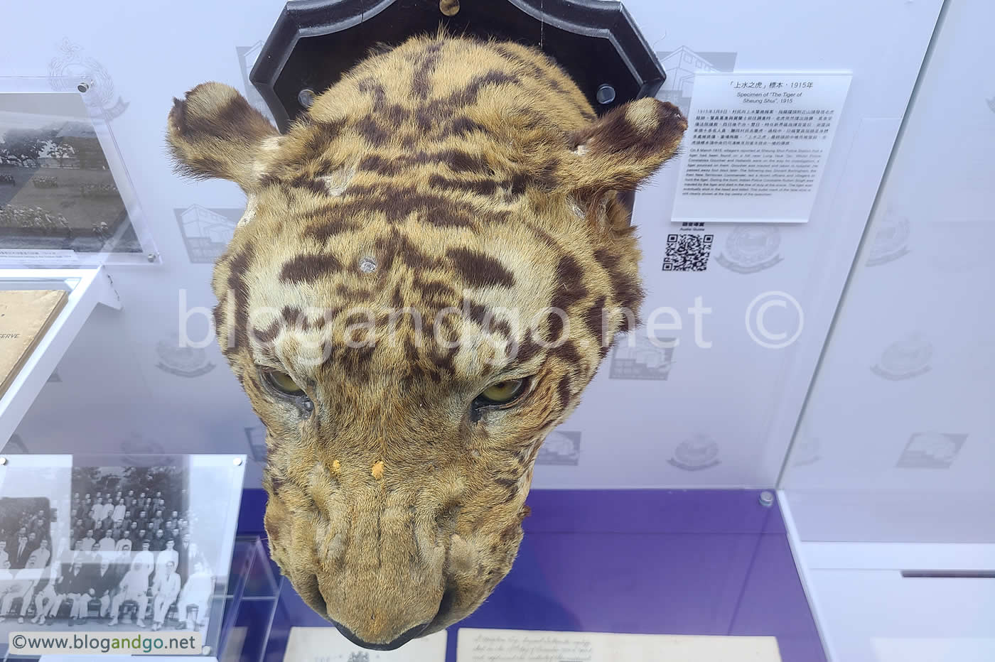 Police Museum - Tiger on the Loose